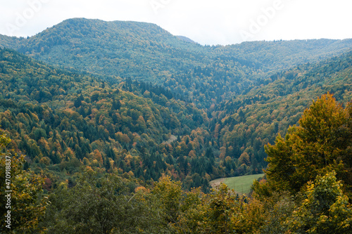 Coniferous forest in the foggy mountain