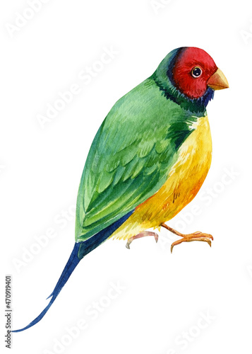Colorful tropical birds. Amadines watercolor illustration. Australia amadina bird