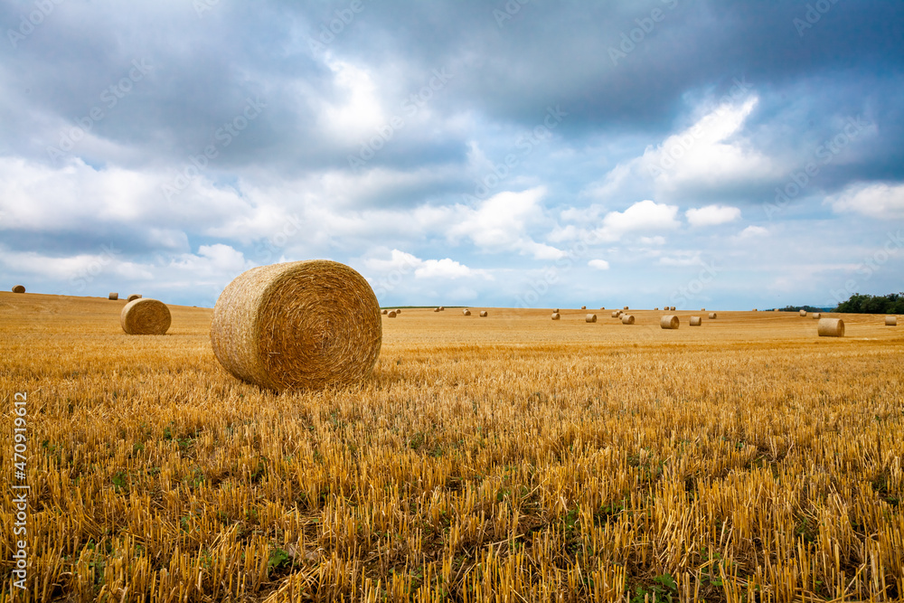 bales of dry straw in the field after harvest