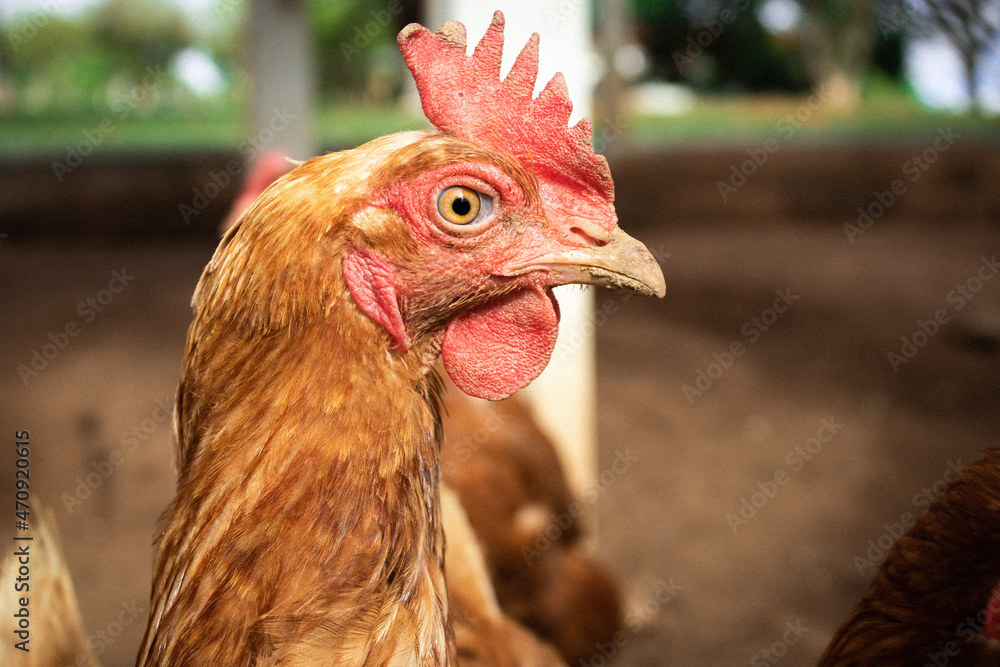 chicken on the farm