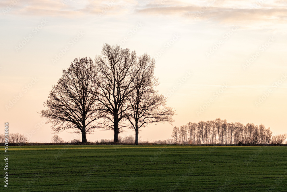 three bare trees in green meadow, sunset in november, pastel sky, cluster of many trees in distance three bare trees in green meadow, sunset in november, pastel sky, cluster of many trees in distance