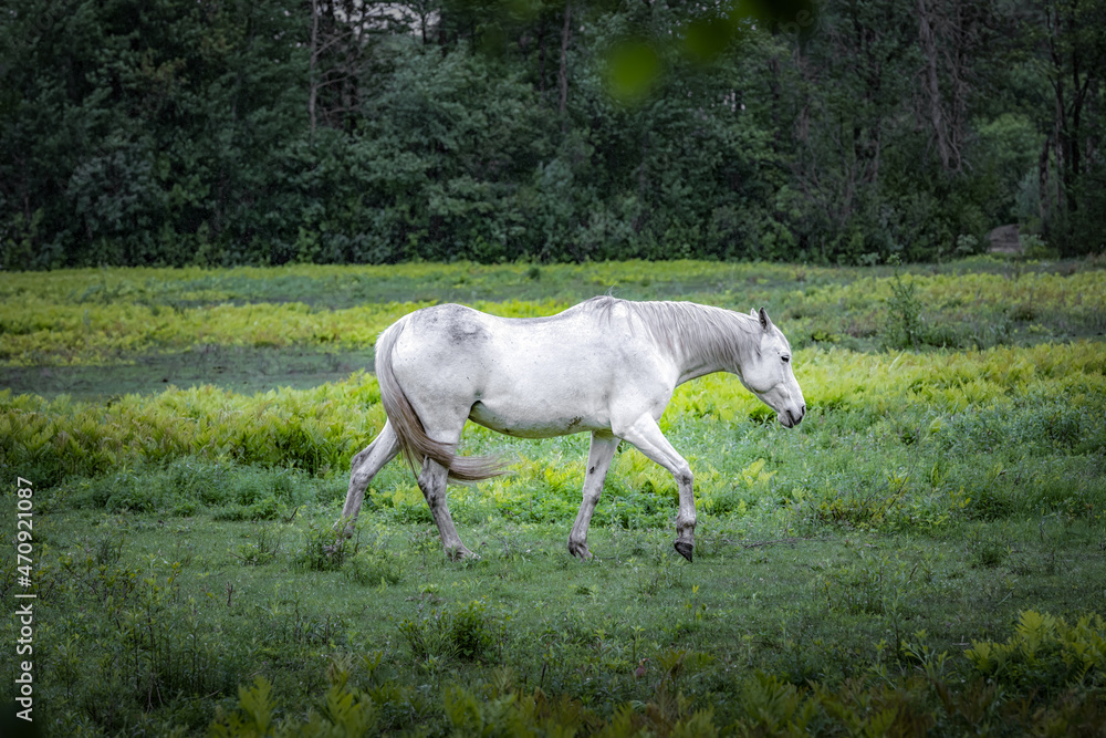 Horse roaming and feeding in pasture 