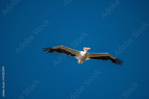 White Pelican flying in the blue sky on an early autumn morning near Dor Beach, Israel. 