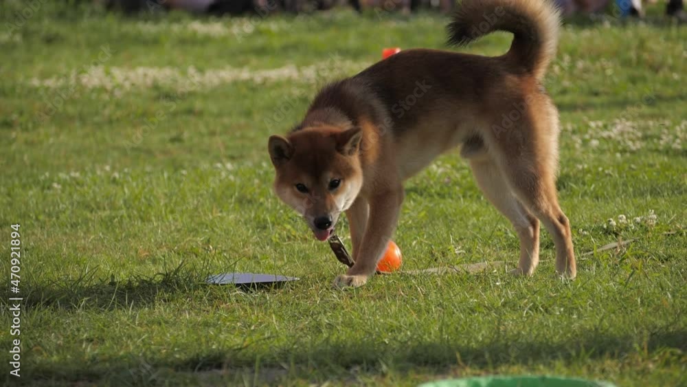 A Japanese dog on the street sticks out his tongue and breathes. General shot of Shiba Inu eating on green grass. A Japanese dog on the street sticks out his tongue and breathes. General shot of Shiba Inu eating on green grass.