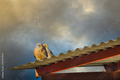 Falco naumanni o cernicalo primilla, ave falconiforme de la familia Falconidae. photo