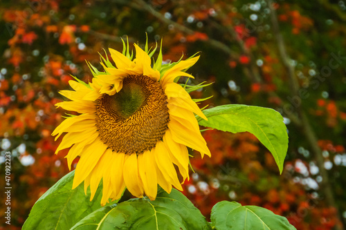 an unsymmetrical sunflower appears to be "winking" 