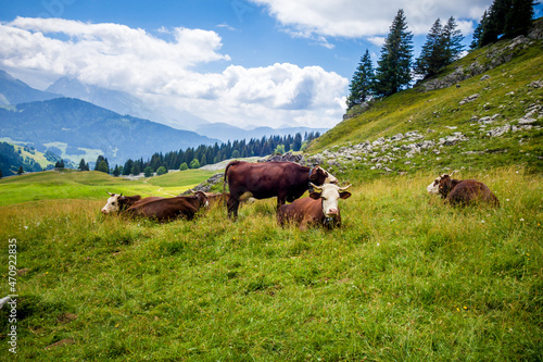 Cows in a mountain field. The Grand-Bornand, France