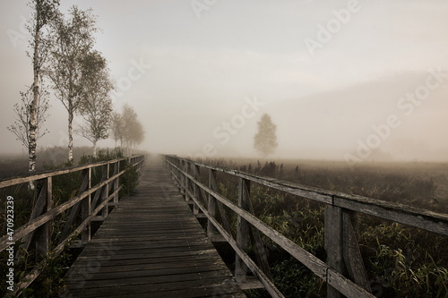 Federseesteg boardwalk leading through foggy marshland and reeds at sunrise in Bad Buchau, Germany. © Thomas Marx
