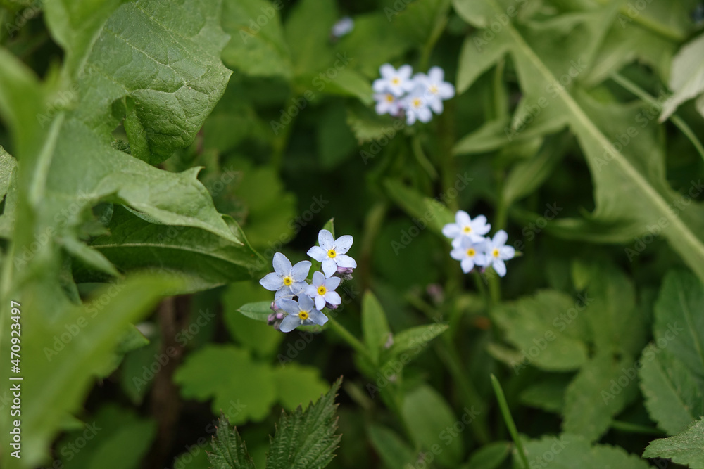 Forget-me-nots flowers are delicate and beautiful natural background Forget-me-nots flowers are delicate and beautiful natural background