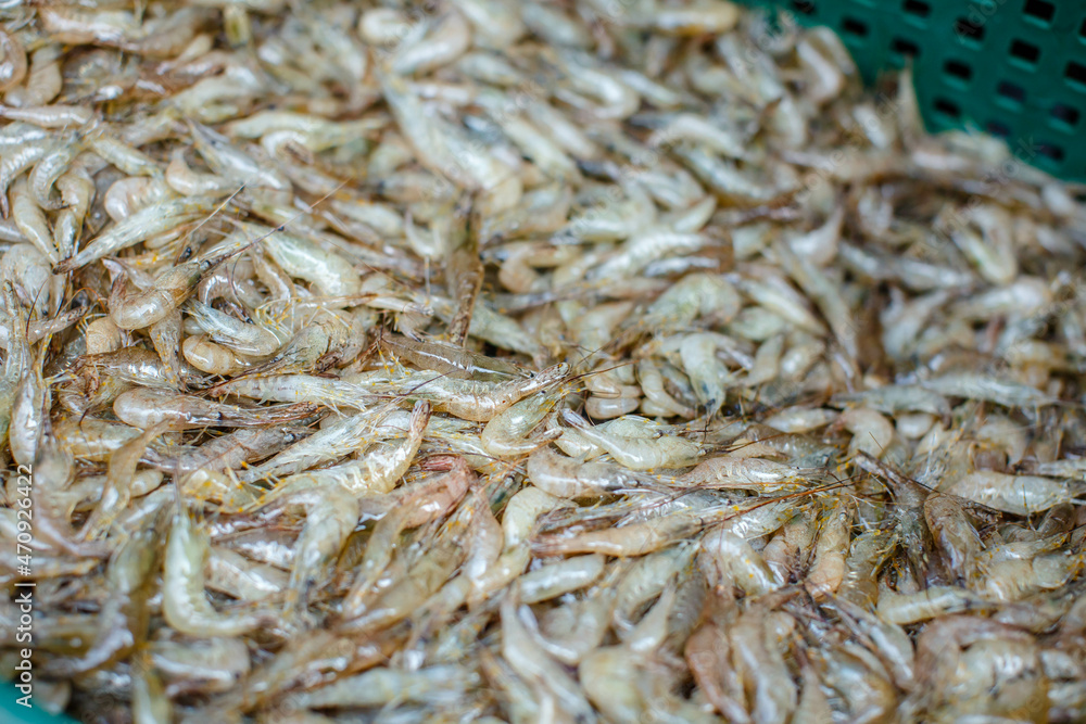 Fresh shrimp at the market for sell Fresh shrimp at the market for sell