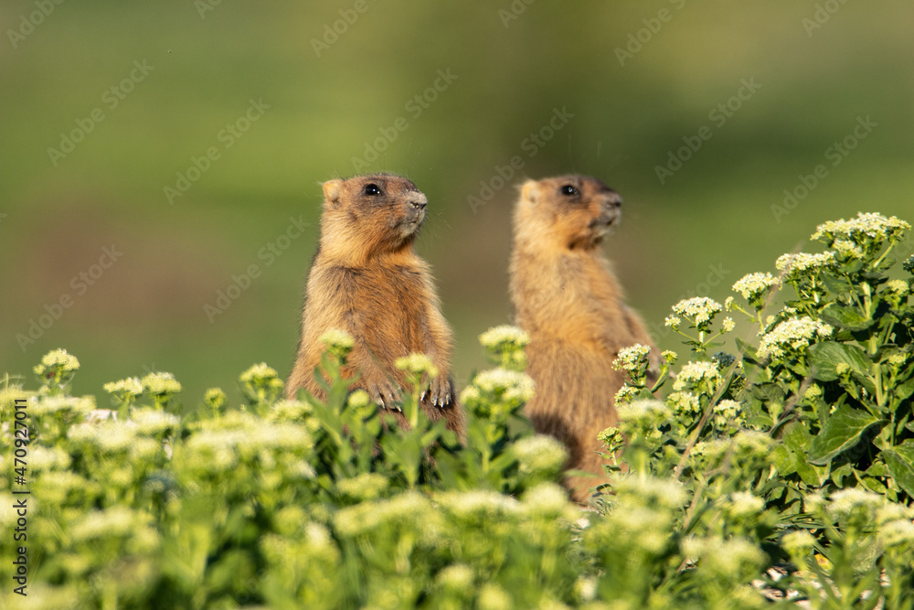 Several small marmots are sitting near the burrow. Full-length portraits of Marmota bobak Several small marmots are sitting near the burrow. Full-length portraits of Marmota bobak
