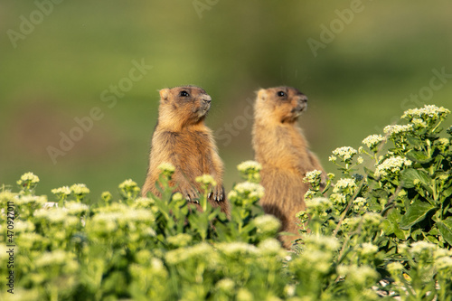 Several small marmots are sitting near the burrow. Full-length portraits of Marmota bobak © gelectrode