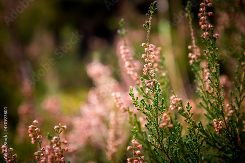Detail of a flowering heather plant in russian nature