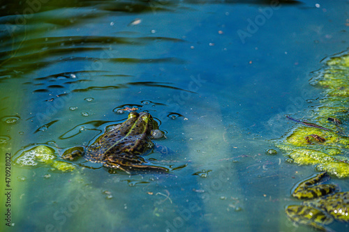 Pond frog in the water