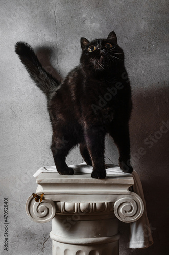 Cat on greece column