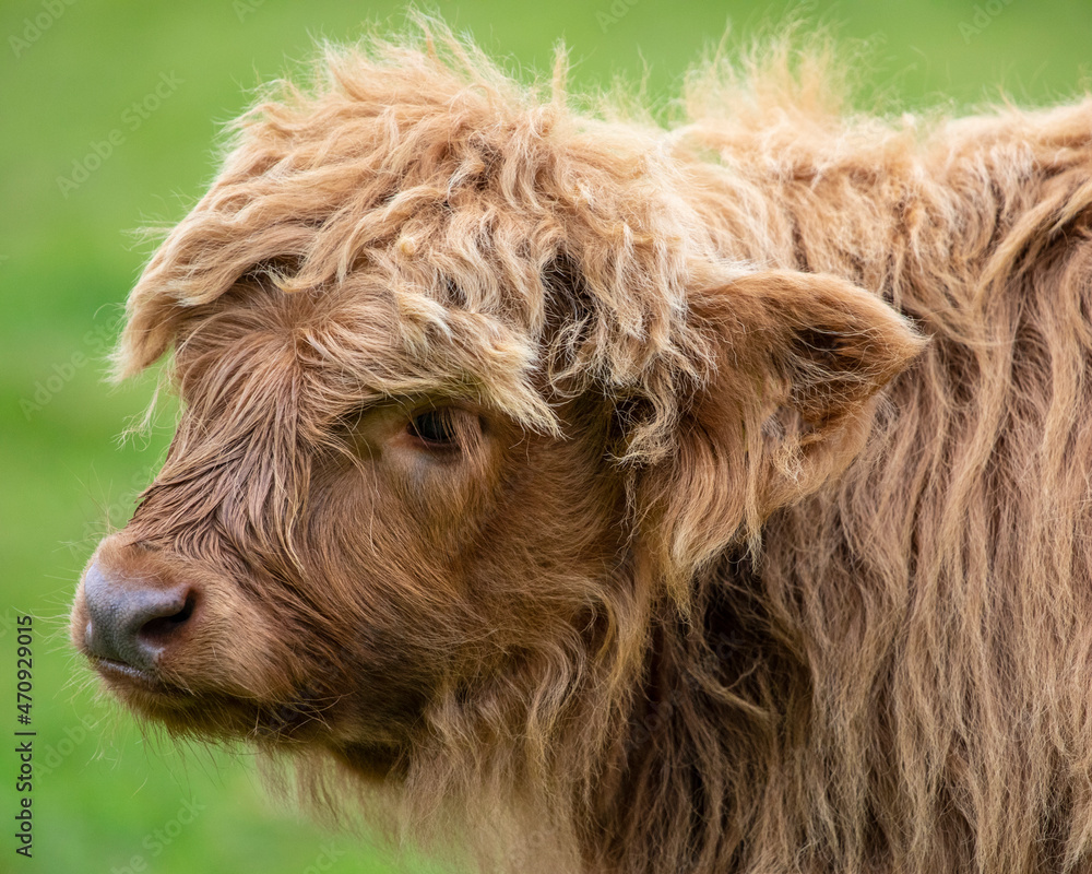 Fototapeta premium Highland Cattle Calf in Scotland, UK