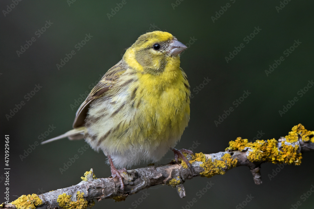 Obraz premium European serin (Serinus serinus)