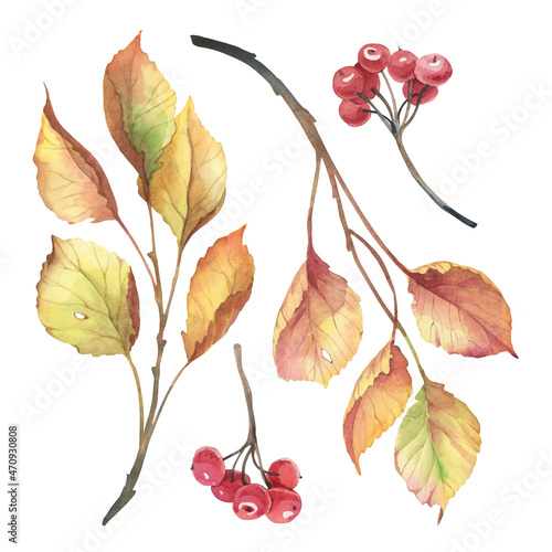 Watercolor illustration. Set of autumn leaves, rowan berry.