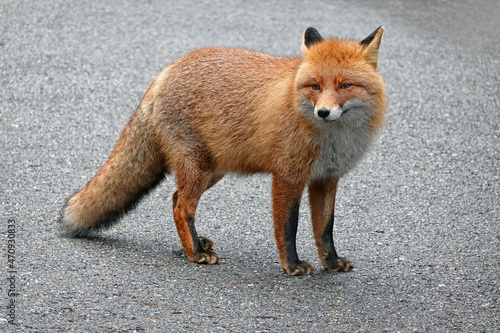 Wild fox in natural habitat