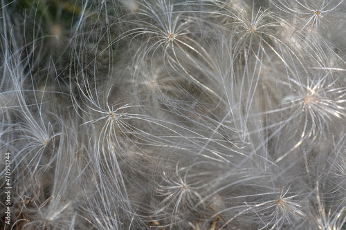 Detail of white dandelion puff