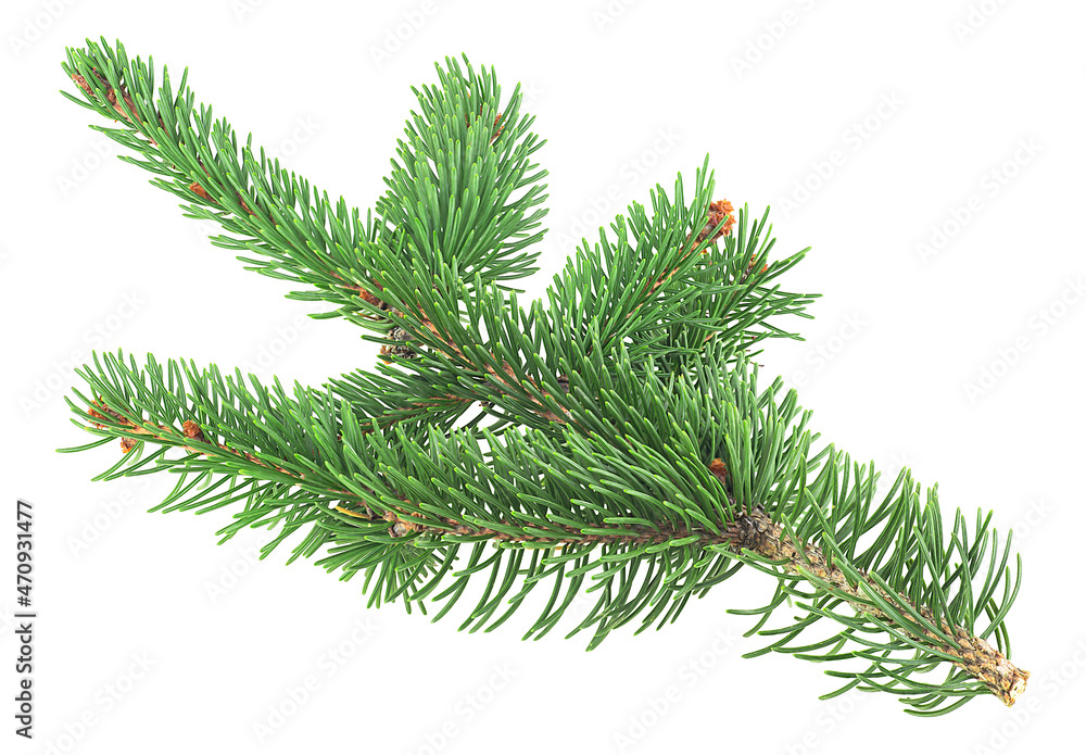 Front view of green fir tree spruce branch with needles isolated on a white background
