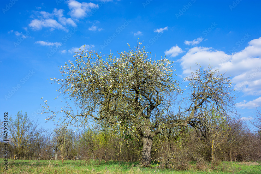 Obraz premium Lonely flowering tree with bare bushes