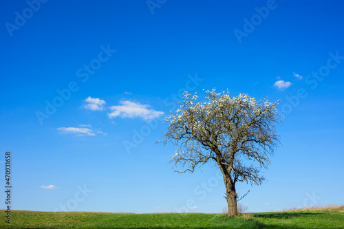 Lonely flowering tree in the meadow