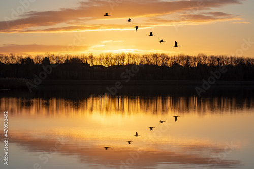 Wild geese fly over the lake at dawn