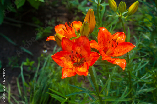 Orange lily flower bloom on blurry green background in lilies garden. Closeup of beautiful lilies flower. Natural floral background. Botanical blossom concept. Selective focus image. Lilium bulbiferum