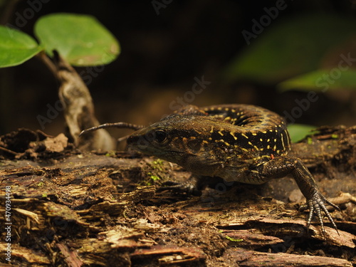 wild iguana in the forest of costa rica