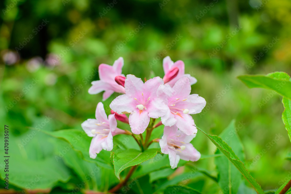 Many light pink flowers of Weigela florida plant with flowers in full bloom in a garden in a sunny spring day, beautiful outdoor floral background photographed with soft focus. Many light pink flowers of Weigela florida plant with flowers in full bloom in a garden in a sunny spring day, beautiful outdoor floral background photographed with soft focus.