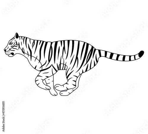 Fototapeta Naklejka Na Ścianę i Meble -  Vector flat hand drawn outline tiger isolated on white background
