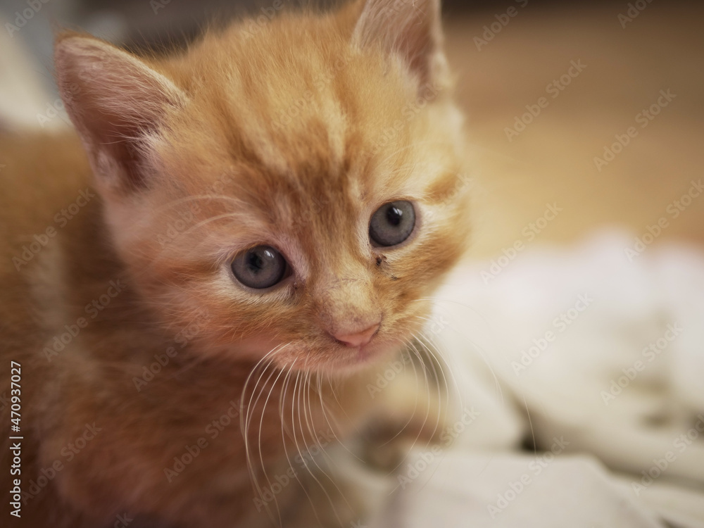 Cute adorable ginger baby kitten looks into camera