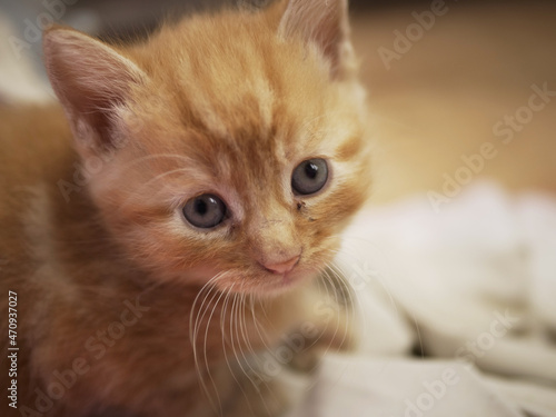 Cute adorable ginger baby kitten looks into camera