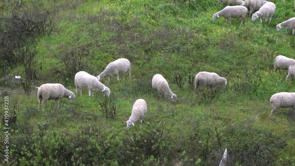 Group herd grazing white sheeps in the pastures near to olive trees at Andalusia, Spain. Spanish lamb grazing the grass at field.-Dan Group herd grazing white sheeps in the pastures near to olive trees at Andalusia, Spain. Spanish lamb grazing the grass at field.-Dan