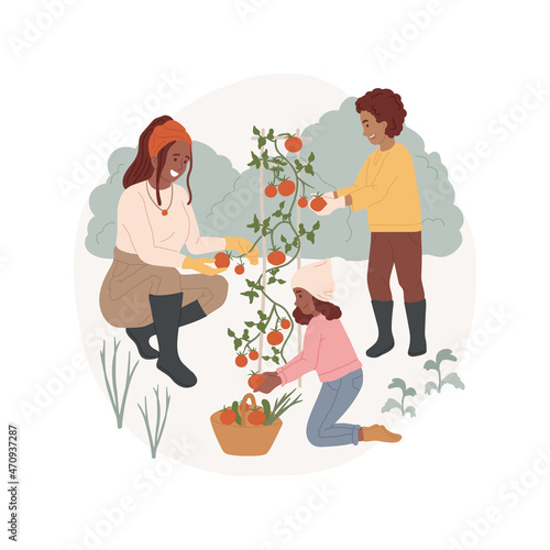 Harvesting isolated cartoon vector illustration. Children picking tomato from a plant, family harvesting greens, seasonal outdoor work, home gardening, backyard garden harvest cartoon vector.