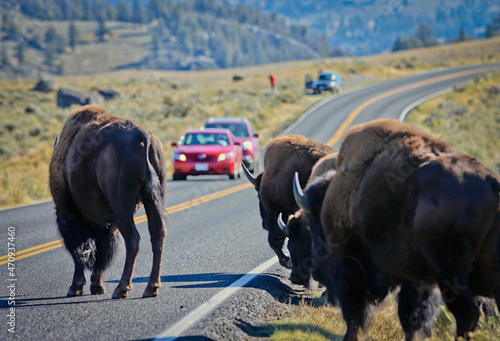 Buffalo crossing road in Yellowstone national park, US