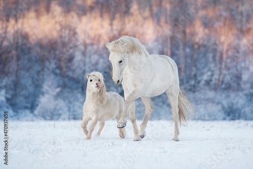 Horse and pony playing together in winter. Two white horses running in winter.