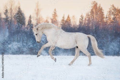 Beautiful white horse running gallop in the field in winter