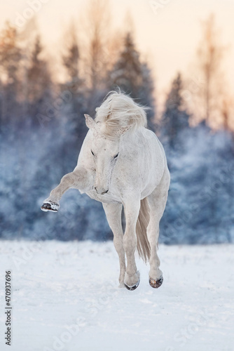 Beautiful white horse playing in the field in winter