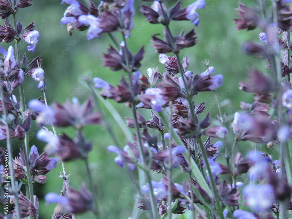 Obraz premium flowers in the field
