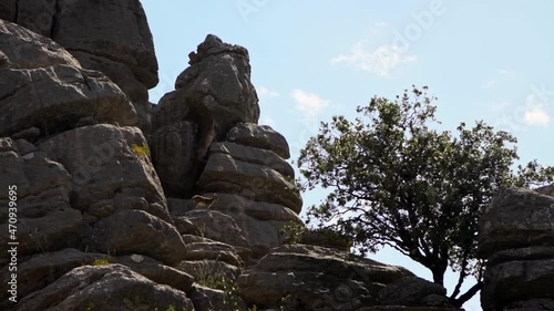 Slowmotion view of wild mountain goat on the rocky environment. Iberian Ibex resting on the rocks. Spanish Capra pyrenaica at Torcal Antequera, Nature Park in Andalusia.-Dan