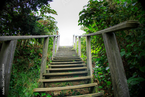 Stairs going through overgrown bushes in the woods