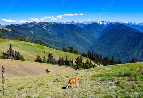 Deer Grazing in Valley Overlooking Hurricane Ridge in Olympic National Park Washington State © Stephen