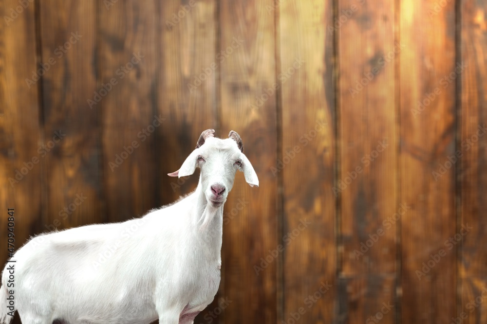 Fototapeta premium White goat in the barn. Domestic goats in the farm. Cute a wool goat in the countryside.
