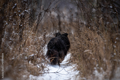 Photography Sheltie tricolor dog stands with his back in a thicket of dry grass