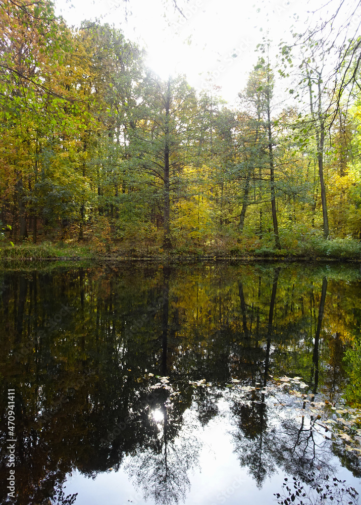 Obraz premium Łagiewnicki Forest in Lodz during a walk on a sunny autumn day.