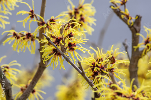 Obraz na płótnie Hamamelis intermedia yellow winter spring flowering plant, group of amazing witch hazel Arnold promise flowers in bloom w salonie