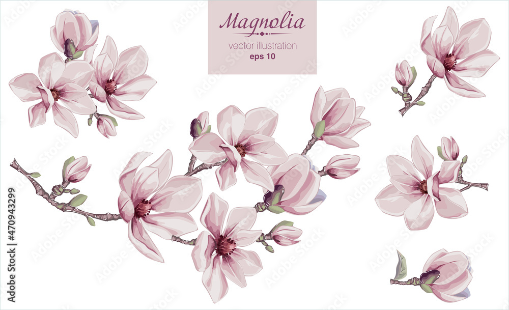 Vector flowers set with Magnolia flowers. Isolated elements with Magnolia flowers, brunches and leaves. - obrazy, fototapety, plakaty 
