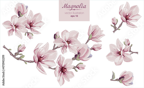 Fotografie, Obraz Vector flowers set with Magnolia flowers
